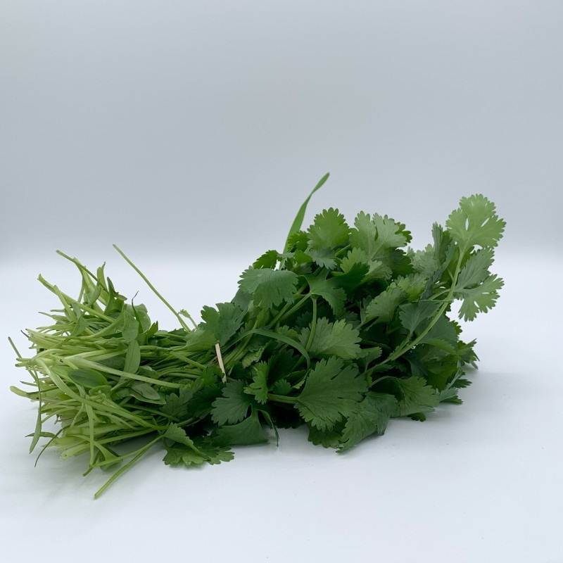 Coriandre Botte FR