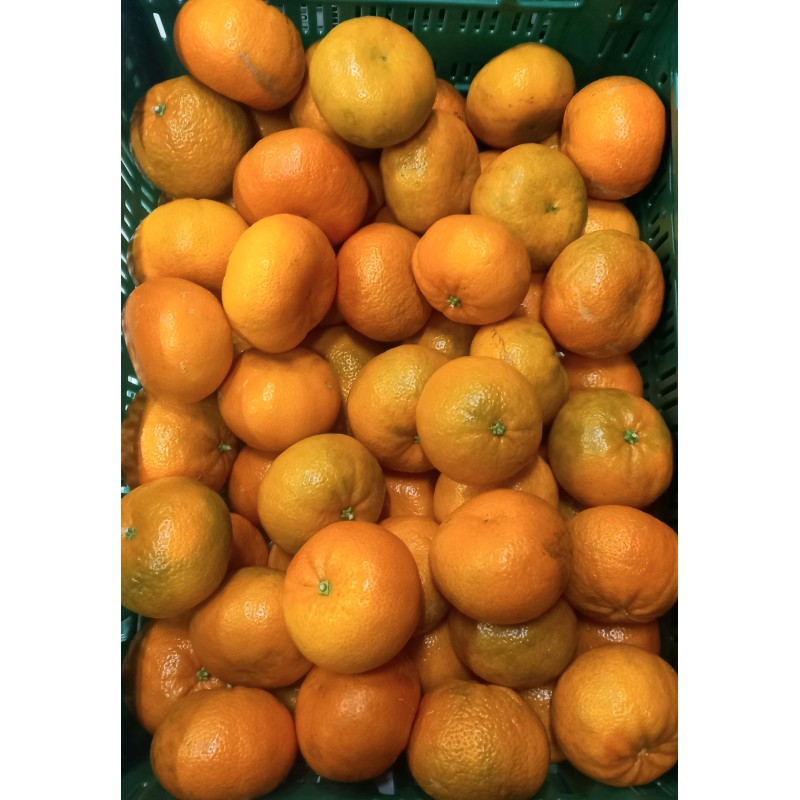 Mandarine Tango IT