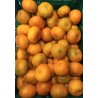 Mandarine sans pépins IT