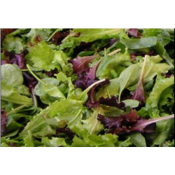 Jeune pousse de laitue/ mesclun TBE