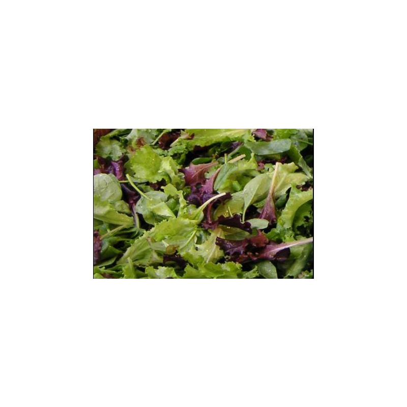 Jeune pousse de laitue/ mesclun TBE