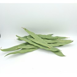 Haricot Vert Plat ES