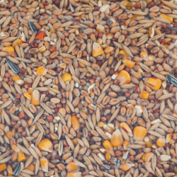 Graines en mélange pour Poules 15Kg
