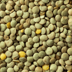 Lentilles vertes Sac de 25kg