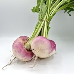 Navet Violet Botte BE