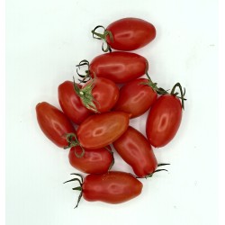 Tomate Mini San Marzano IT