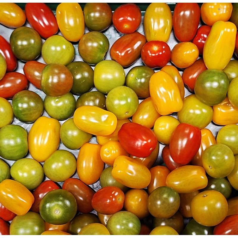 Tomate Cerise Multicolore BE