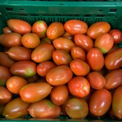 Tomate Roma IT