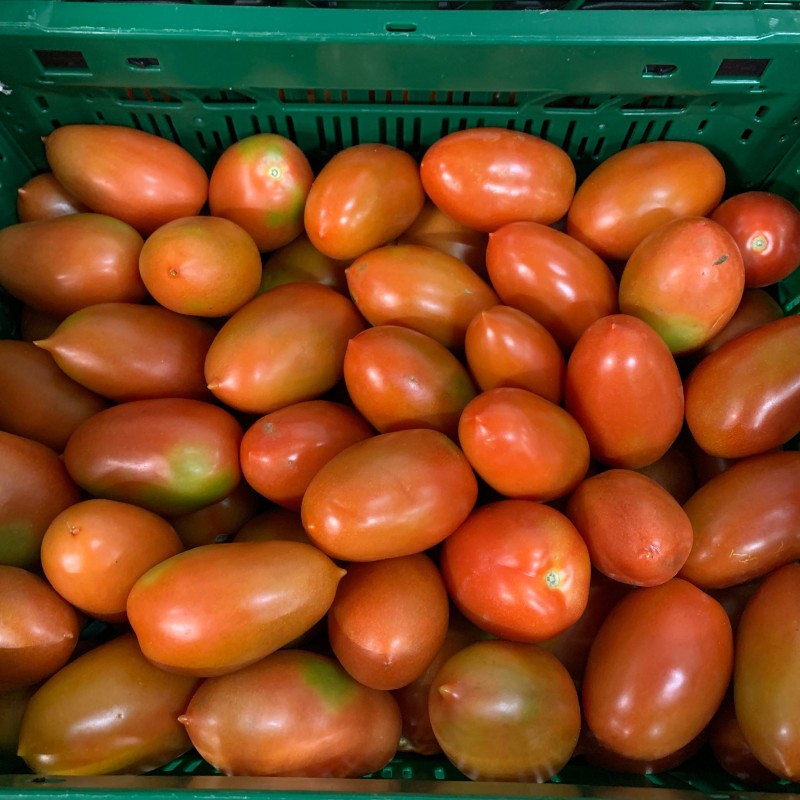 Tomate Roma IT