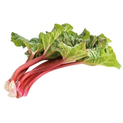 Rhubarbe BE