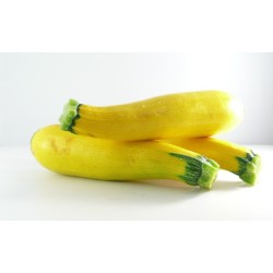 Courgette Jaune Longue FR