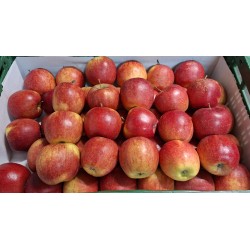 Pomme Jonagold BE