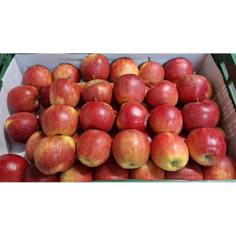 Pomme Jonagold BE