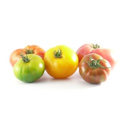 Tomate Ancienne Panachée FR