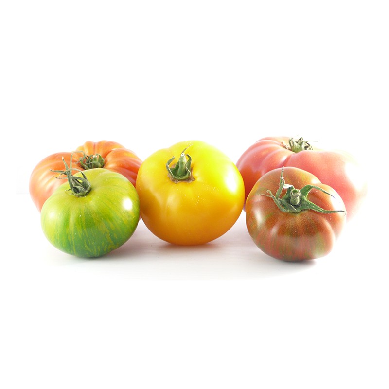 Tomate Ancienne Panachée FR